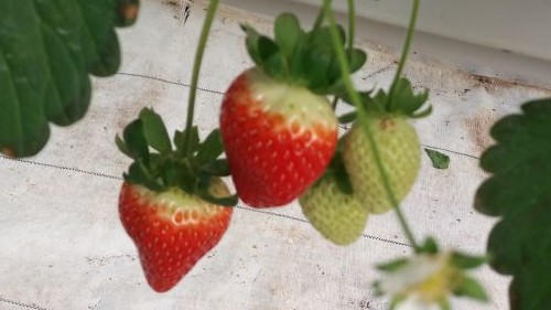 You are currently viewing REVOLUCIONARNO GAJENJE JAGODA