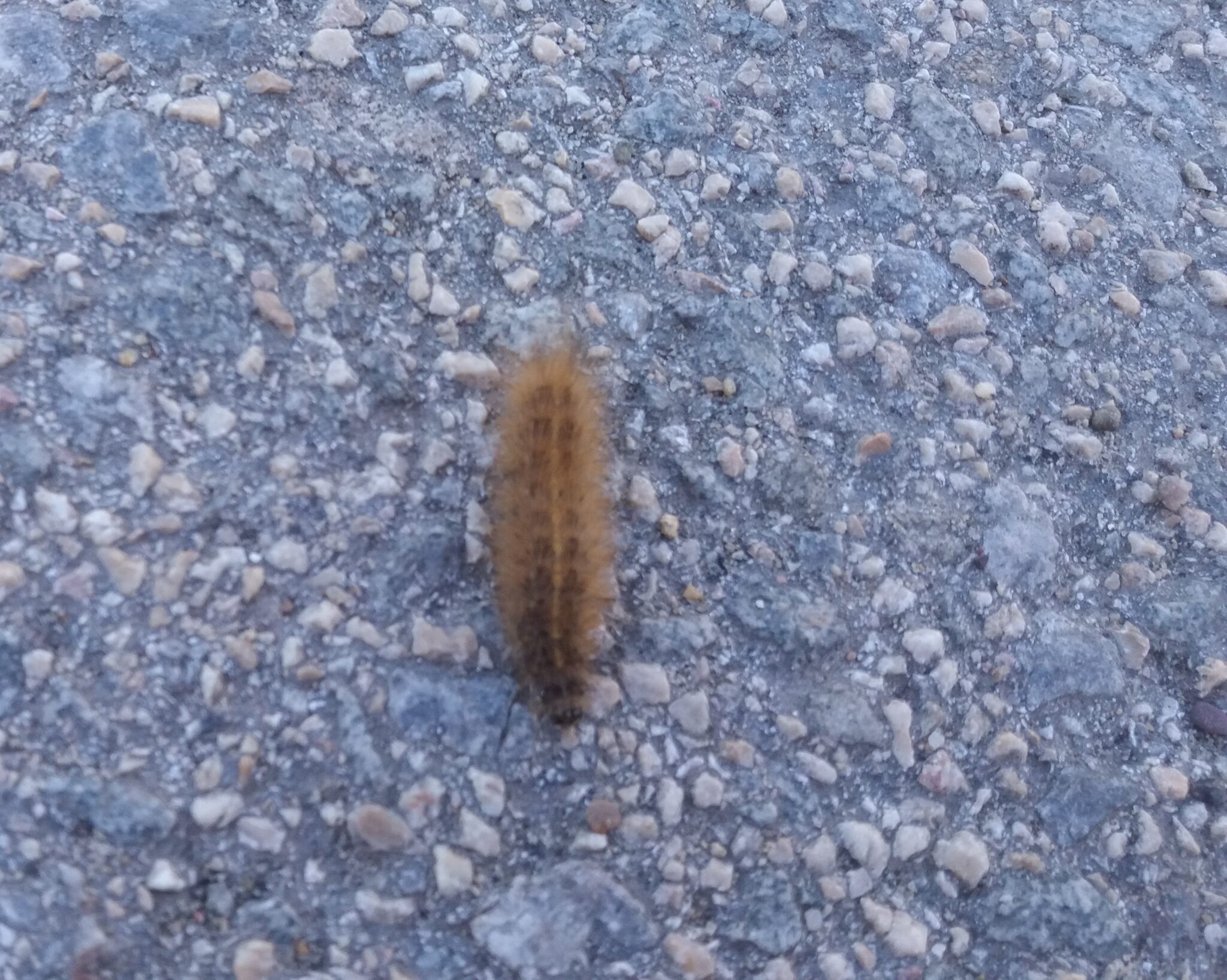Štetni i korisni insekti