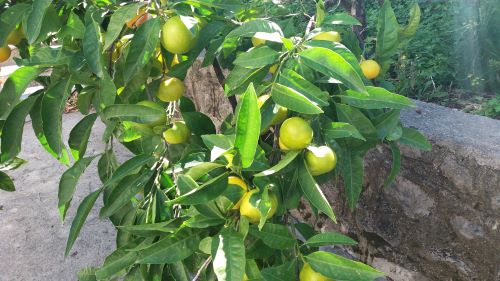 You are currently viewing MANDARINA I NJENI VITAMINI