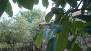 Read more about the article ŠOKANTNA ISTINA O ORAHU