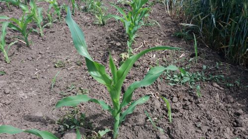 You are currently viewing NEPRIJATELJ KOJI UNIŠTAVA PRINOS I ZAGAĐUJE HRANU. INVAZIJA KUKURUZNOG PLAMENCA 