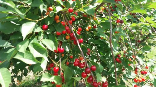 You are currently viewing BOLEST KOJA BRIŠE VIŠNJU SA LICA ZEMLJE