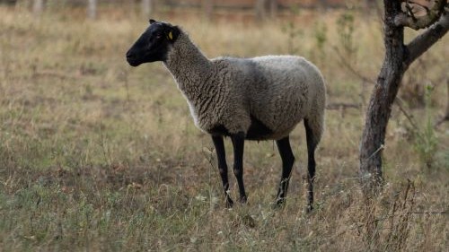 You are currently viewing KAKO ROMANOVSKA OVCA OSVAJA SRPSKA SELA