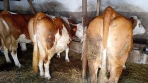 Read more about the article NOVI ZAKON O DOBROBITI ŽIVOTINJA – STROŽE KAZNE I VEĆA ZAŠTITA KUĆNIH LJUBIMACA