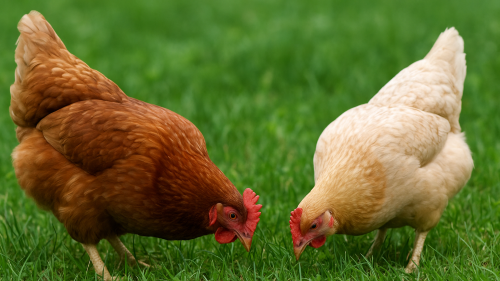 You are currently viewing KADA KOKE NEĆE DA NOSE JAJA