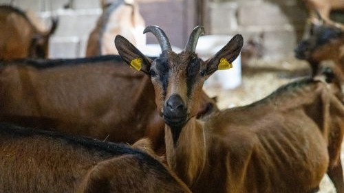 You are currently viewing KOZA JE BANKOMAT KOJI IMATE U KUĆI. ISPLATIVOST MALOG STADA