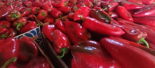 https://zelenanit.rs/paprika-za-ajvar