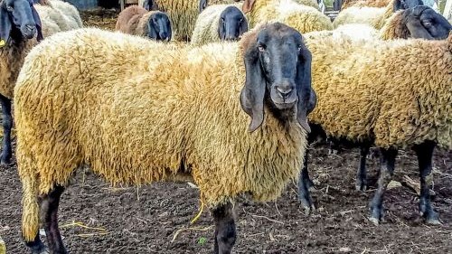 You are currently viewing OVCA CIGAJA  KRALJICA DOMAĆIH PAŠNJAKA