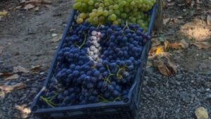 Read more about the article LOZA U DVORIŠTU ILI PROIZVODNJA VINA
