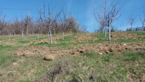 Read more about the article POMOZITE SVOM VOĆU