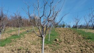 Read more about the article KREČENJE STABLA JE VELIKA ZABLUDA MEĐU VOĆARIMA AMATERIMA