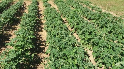 You are currently viewing CENA LUKA I KROMPIRA SKOČILA DO NEBA