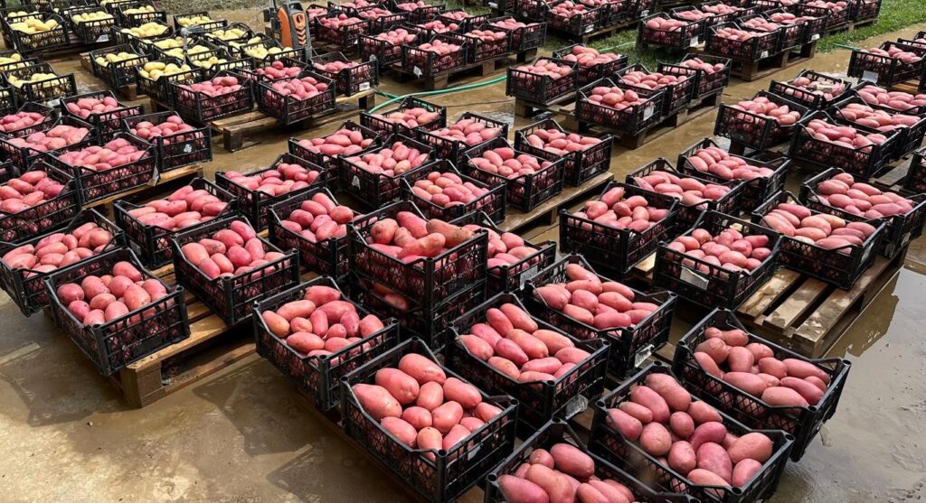 ttps://zelenanit.rs/krompir