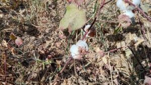 Read more about the article PAMUK U SRBIJI. LUDA IDEJA ILI REALNOST