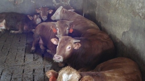 You are currently viewing SAVREMENI TOV JUNADI