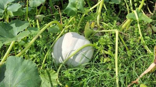 You are currently viewing HRANLJIVA TIKVA, OBIČNO POVRĆE A VELIKA SNAGA