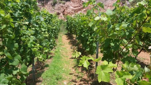 Vinograd u leto lepo negovan – zagrtanje i zaštita čokota od niskih temperatura
