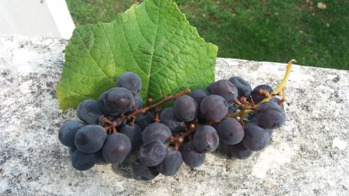 Grozd crnog grožđa u vinogradu – zaštita čokota od niskih temperatura i priprema vinove loze za zimu