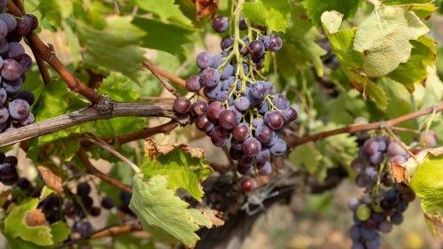 Grozd crne sorte spreman za berbu – važnost zaštite čokota od niskih temperatura