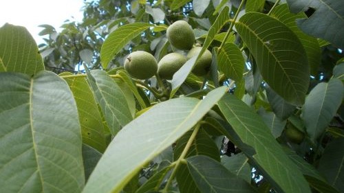 Zeleni podići oraha