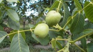 Read more about the article ZAŠTO UVOZIMO ORAH?