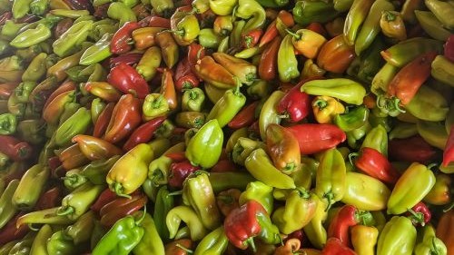 You are currently viewing PAPRIKA KOJA DOPRINOSI I ZDRAVLJU I ZARADI