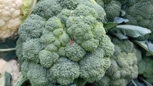 Read more about the article BROKOLI KOJI DIŽE STANDARD U ISHRANI