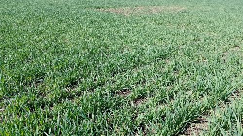 You are currently viewing NEGA OZIMIH USEVA