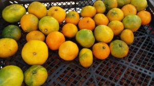 Read more about the article NEĆETE VEROVATI ŠTA SVE IMA U RASEČENOJ MANDARINI