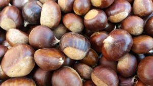 Read more about the article PITOMI KESTEN. DRVO KOJE HRANI, GREJE I ZARAĐUJE