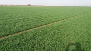 Read more about the article ZAŠTITA SEMENA SIGURAN PRINOS