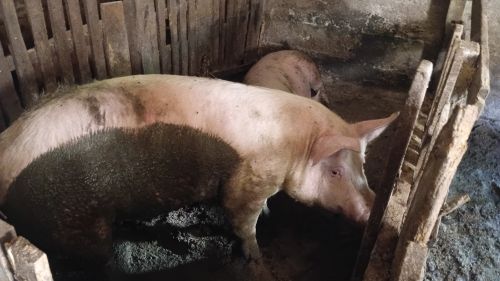 You are currently viewing OSNOVNE GREŠKE U TOVU SVINJA. KADA SVINJE SPORO NAPREDUJU