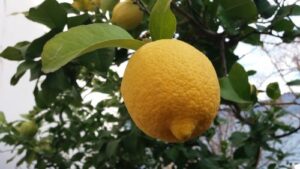 Read more about the article EVO KAKO  DRVO LIMUNA, MOŽE DA VAM PLAĆA RAČUNE CELE GODINE