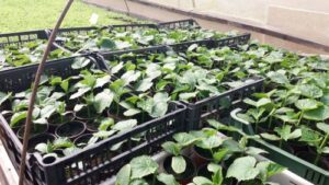 Read more about the article EVO KAKO DA PREPOZNATE DA JE RASAD SPREMAN ZA SADNJU