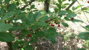 Read more about the article ŽILOGRIZ IMA JEDNO PRAVILO – KAD GA PRIMETITE NA VIŠNJI, VEĆ JE KASNO