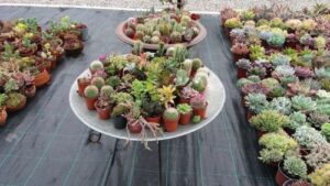 Read more about the article CVEĆE ZA DVORIŠTE. NAJISPLATIVIJE VRSTE ZA DVORIŠTE I TERASU