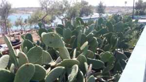 Read more about the article KAKTUS U KUĆI. DAJE MAKSIMUM UZ MINIMUM NEGE