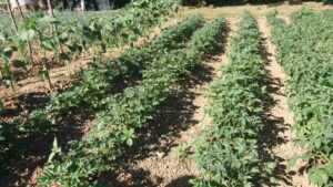 Read more about the article OLUJE I POPLAVE RAZORILE NJIVE EVROPE. SPREMA LI SE TALAS POSKUPLJNJE POVRĆA NA NAŠEM TRŽIŠTU