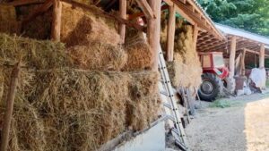 Read more about the article ŠOK RAČUNICA STOČARSTVA. Koliko novca je zaista potrebno da mali stočari pokrenu gazdinstvo i opstanu na tržištu