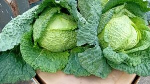 Read more about the article OSNOVI POVRTARSTVA. ŠTA RASAĐIVATI U FEBRUARU A ŠTA U MARTU