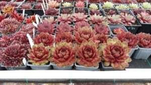 Read more about the article CVEĆE KAO BIZNIS. EVO KOJE VRSTE DAJU NAJBRŽI POVRAT NOVCA