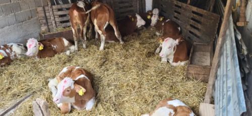 You are currently viewing KAKO ĆE RAST CENA STOČNE HRANE UTICATI NA TOV JUNADI I SVINJA