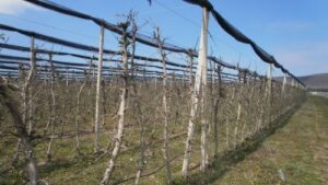 Read more about the article REZIDBA VOĆA U FEBRUARU. SAVETI ZA AMATERE