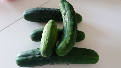 You are currently viewing PROIZVODNJA KRASTAVCA U VREMENU KRIZE: KAKO DOMAĆI PROIZVOĐAČI MOGU DA PREUZMU TRŽIŠTE