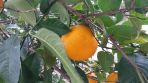 Read more about the article POMRANDŽA KAO LEK I POSAO