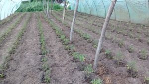 Read more about the article PLASTENIK OD STO KVADRATA. MINIMALNO ULAGANJE A MAKSIMALNA ZARADA