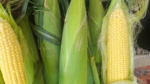 Read more about the article ŠEĆERAC IZ PLASTENIKA. EVO KAKO DA BUDETE PRVI SA PONUDOM I DOBRO ZARADITE