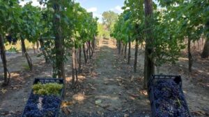 Read more about the article NAJBOLJI NAČIN ZA OČUVANJE VLAGE U ZEMLJIŠTU VINOGRADA