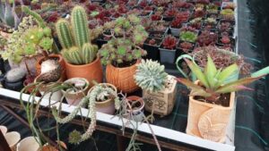 Read more about the article KAKO DA ODABERETE NAJBOLJI SUSPSTRAT ZA VAŠU BAŠTU?