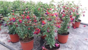 Read more about the article NAJOTPORNJE VRSTE CVEĆA KOJE PODNOSE NAGLE PROMENE VREMENA